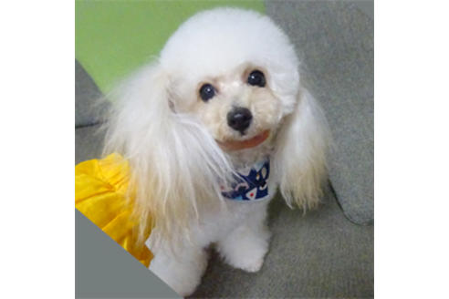 販売中のタイニープードルの親犬